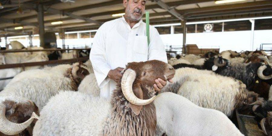 أهل الكويت يحيون شعيرة ذبح الأضاحي تقربا الى الله وتخفيفا للأعباء على الفقراء