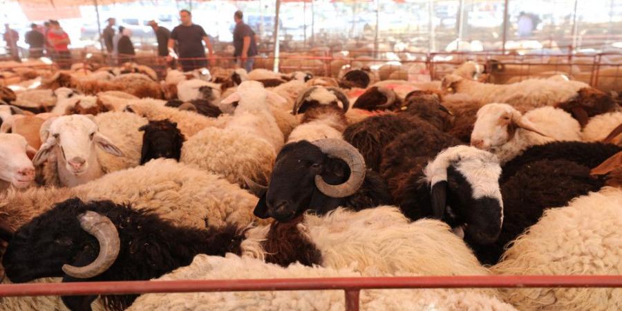 " مربي المواشي": ارتفاع الطلب على الأضاحي البلدية نتيجة تساوي أسعارها مع الرومانية
