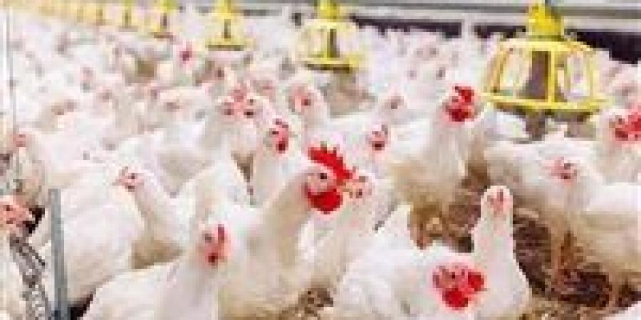 أسعار الفراخ البيضاء خلال إجازة عيد الأضحى.. والكتكوت يصل إلى 14 جنيه
