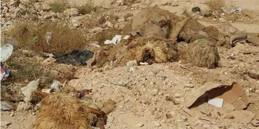 دعوة للمواطنين من أجل إلقاء مخلفات الأضاحي في الأماكن المخصصة لذلك