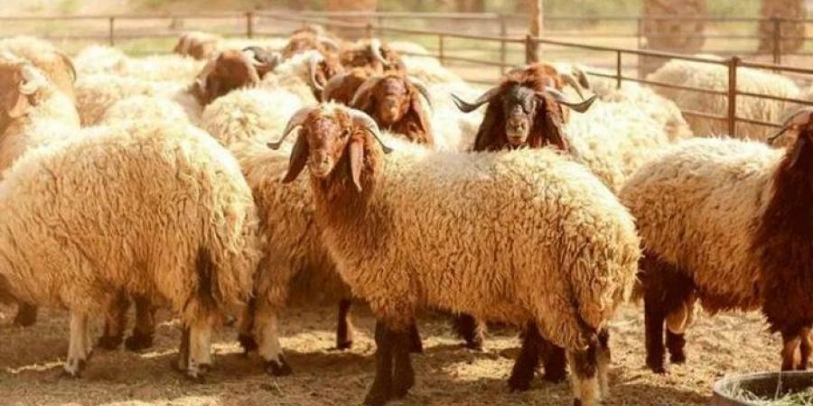 "مربي المواشي": إقبال جيد على الأضاحي و"الأفضلية للبلدي"