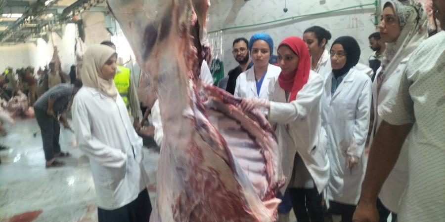 محافظ أسيوط: ذبح أكثر من 320 أضحية بالمجازر الحكومية