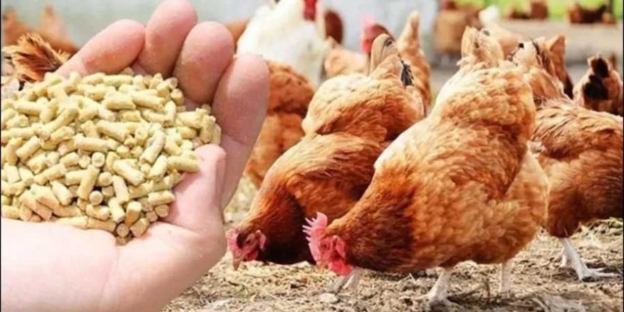 أسعار أعلاف الدواجن في مصر اليوم السبت 14 يونيو 2025