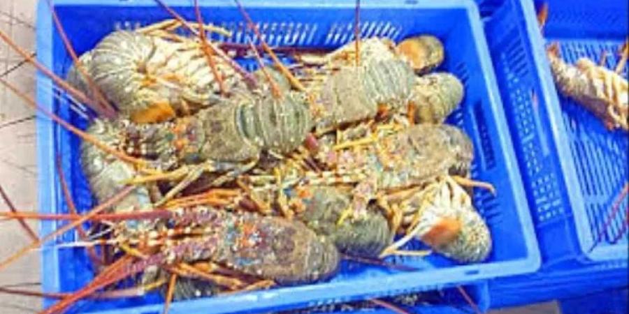 قرار وزاري يُغلق موسم اصطياد الشروخ الصخري في البحر العربي حتى إشعار آخر