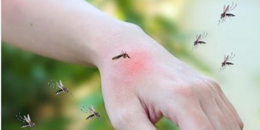 بلدية مدينة تونس تقاوم الحشرات الطائرة بعديد المناطق التابعة لها