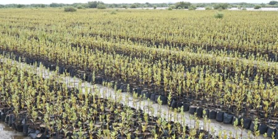 المركز الوطني لتنمية الغطاء النباتي ومكافحة التصحر يؤكد تأهيل الأراضي وتطوير منظومة الحماية البيئية من الأخطار الطبيعية