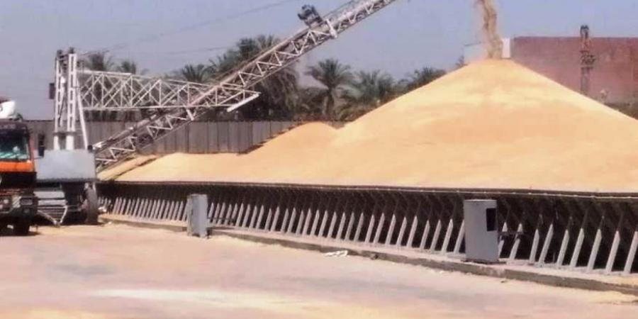 تخطى معدلات توريد كميات القمح بأسوان إلى 550 ألف و949 طنًا