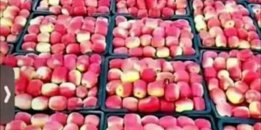 بعد الطماطم والبصل والمانجو... مزارعو التفاح يتكبدون خسائر فادحة جراء الكساد في الأسواق اليمنية