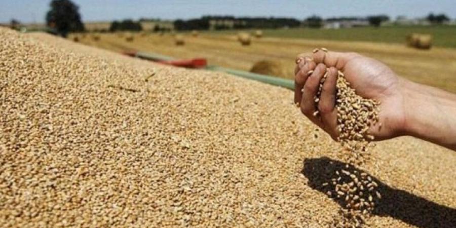 ديوان الحبوب: تجميع أكثر من 6.1 مليون قنطار إلى حدود 23 جوان 2025