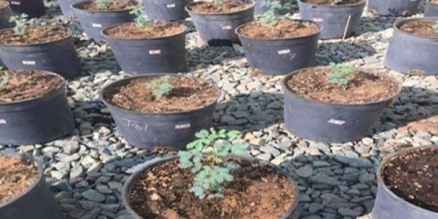 تحسين إنبات بذور شجرة السمر لمقاومة التصحر