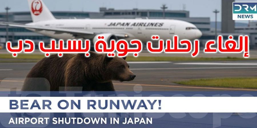 بسبب دب: إلغاء 10 رحلات جوية في مطار ياباني!