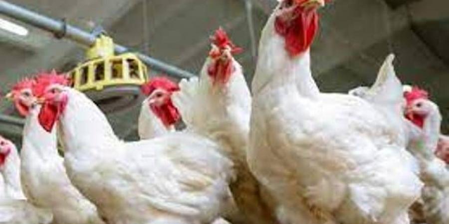 أسعار الدواجن اليوم الجمعة 27-6-2025 