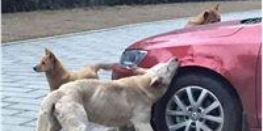 ضبط نجل صاحب معرض سيارات بالمهندسين بتهمة تسميم كلاب ضالة