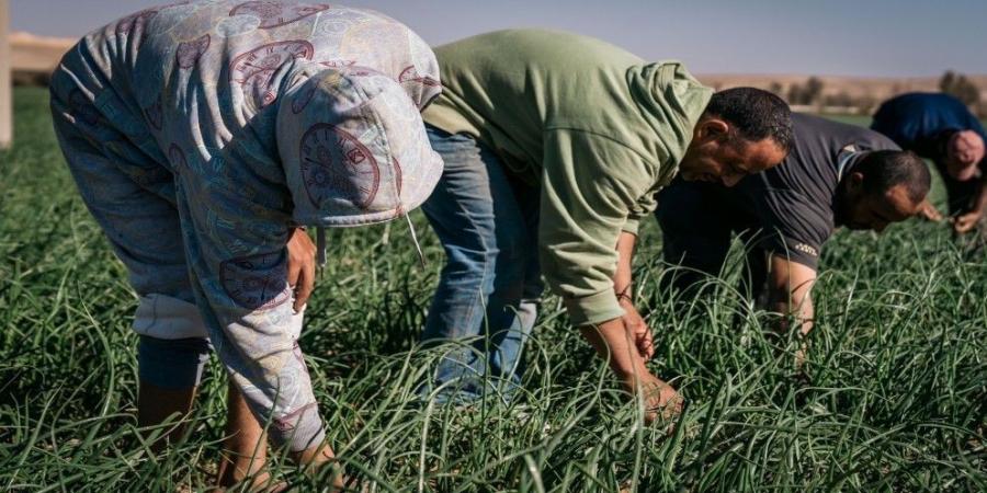 مؤسسة الإقراض الزراعي: 40 مليون دينار قيمة قروض ممنوحة في 6 أشهر