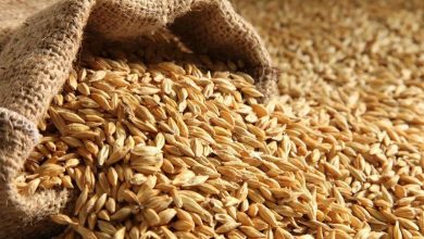 سعر طن الأرز الشعير