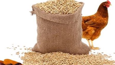 أسعار علف الإيمان