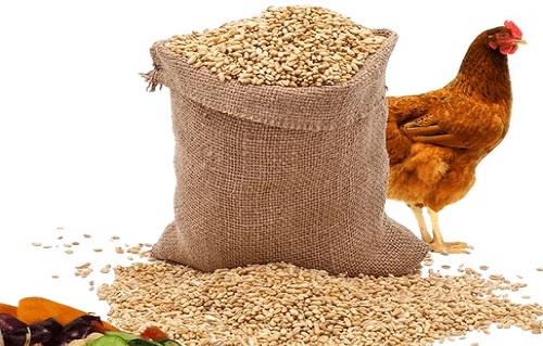 أسعار علف الإيمان