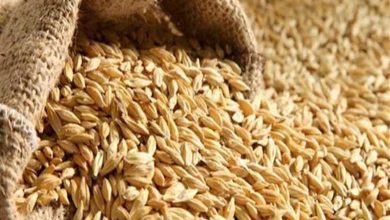 سعر طن الأرز الشعير في مصر اليوم الثلاثاء 22-7-2025.. أسعار السوق لحظة بلحظة