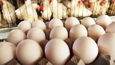 أسواق البيض والفراخ تثير التساؤلات السبت 26 يوليو.. ماذا خلف الهدوء؟