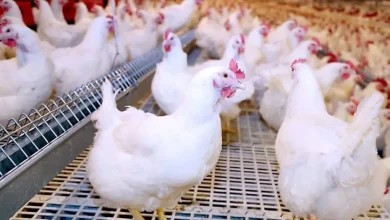 استقرار أسعار الفراخ والبيض اليوم في الأسواق المصرية اليوم الخميس 24/7/2025