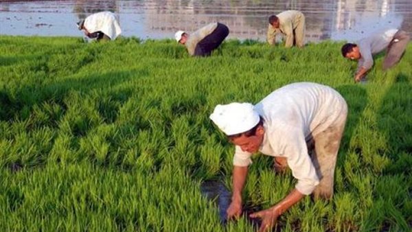 عاجل: موجة حر ورطوبة قياسية تضرب مصر لمدة 10 أيام.. الزراعة تصدر تحذيرات عاجلة وإرشادات للمزارعين لحماية المحاصيل