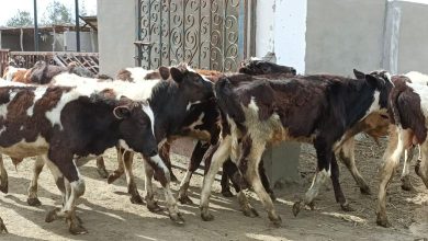 7 مزايا للتأمين على الماشية.. نقيب الفلاحين يوضح أهميتها لتنمية الثروة الحيوانية