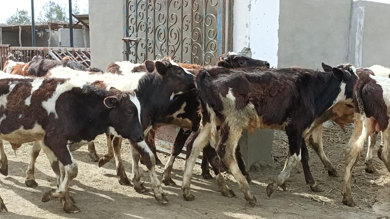 7 مزايا للتأمين على الماشية.. نقيب الفلاحين يوضح أهميتها لتنمية الثروة الحيوانية