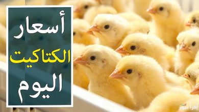 أسعار الكتاكيت البيضاء