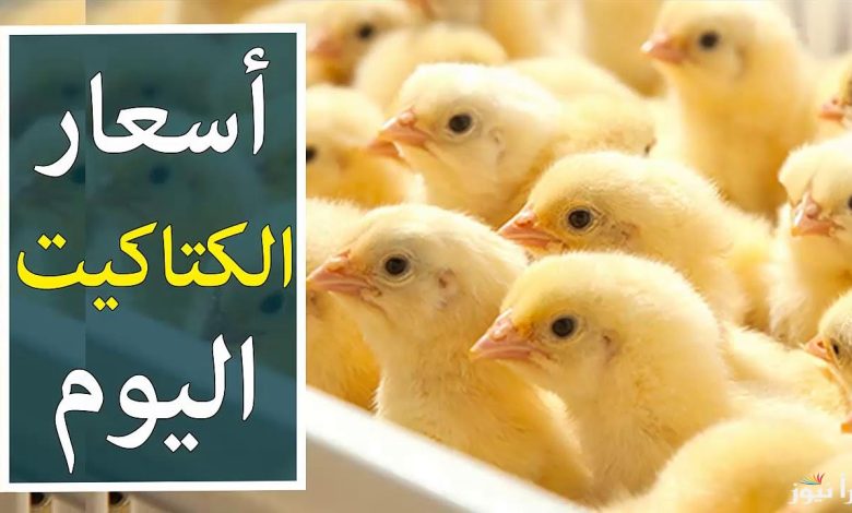 أسعار الكتاكيت البيضاء