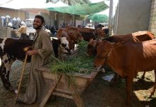 أسعار العجول والماشية اليوم في الأسواق المصرية