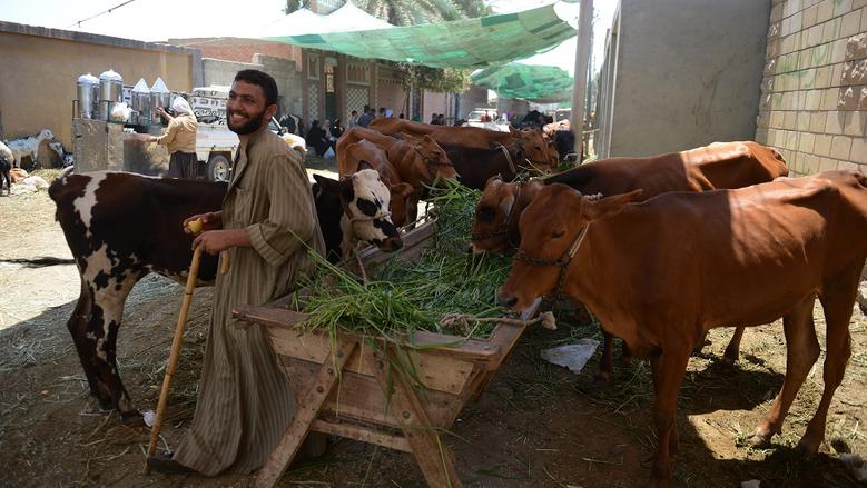 أسعار العجول والماشية اليوم في الأسواق المصرية
