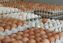 أسعار كرتونة البيض الأحمر والبلدي اليوم