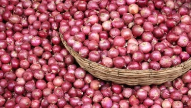 ارتفاع في سعر البصل اليوم.. والخضراوات تواصل التقلبات في الأسواق