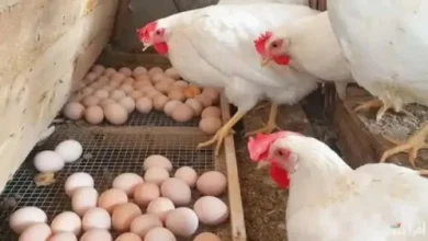 ارتفاع في سعر الفراخ والبيض اليوم في مصر.. السوق تحت المجهر
