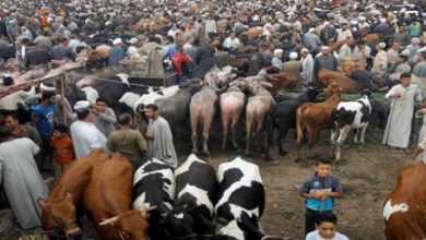 تعزيز الأمن الحيوي: مصر تفحص 165 ألف رأس ماشية وتواجه تحديات الأمراض الوبائية لزيادة الإنتاج
