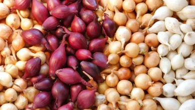 البصل يغرد خارج السرب.. سعر الخضراوات في مصر اليوم يشهد تفاوتًا كبيرًا