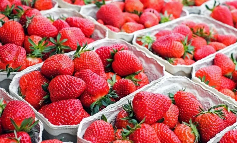 ريادة الفراولة المصرية عالميًا: 7 شروط حاسمة لزيادة الإنتاج في مواجهة التغيرات المناخية