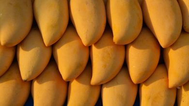 المانجو المصرية: استراتيجيات مبتكرة لزيادة الإنتاجية وتعزيز الصادرات في ضوء توقعات 2025