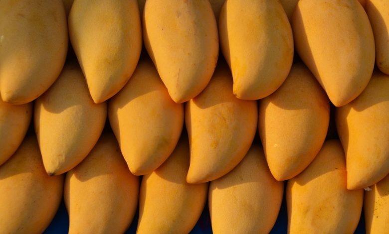 المانجو المصرية: استراتيجيات مبتكرة لزيادة الإنتاجية وتعزيز الصادرات في ضوء توقعات 2025