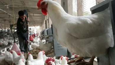 تحديث أسعار الفراخ والبيض في مصر اليوم.. مفاجآت في بورصة الدواجن