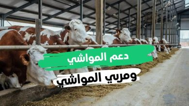 تفاصيل قرض دعم المواشي 1447 عبر منصة أنعام