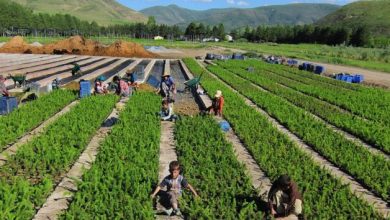 دفعة قوية لدعم الزراعة والتنمية الريفية في صعيد مصر