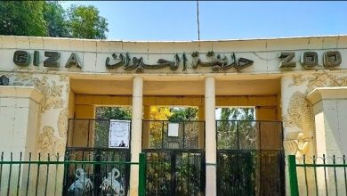 سبتمبر 2025 موعد افتتاح حديقة الحيوان بالجيزة بعد تطويرات عالمية ومفاجآت للزوار