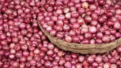 سعر الخضراوات في مصر اليوم.. البصل يتصدر المشهد بقفزة غير متوقعة