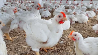 سعر الفراخ والبيض اليوم