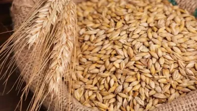 ارتفاع في سعر الأرز الشعير بمصر اليوم الخميس 24 يوليو.. إليك الأسعار الآن