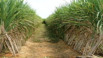 خطة مصر الطموحة لتطوير مصانع قصب السكر والاكتفاء الذاتي بحلول 2025