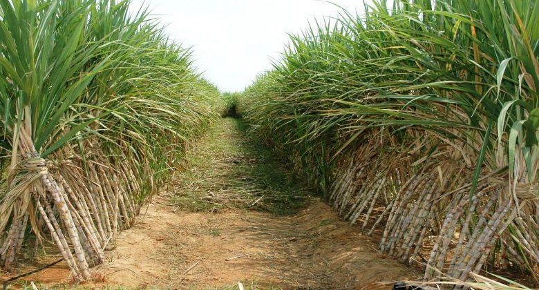 خطة مصر الطموحة لتطوير مصانع قصب السكر والاكتفاء الذاتي بحلول 2025