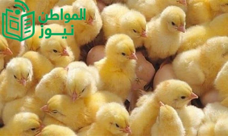 أسعار الكتاكيت